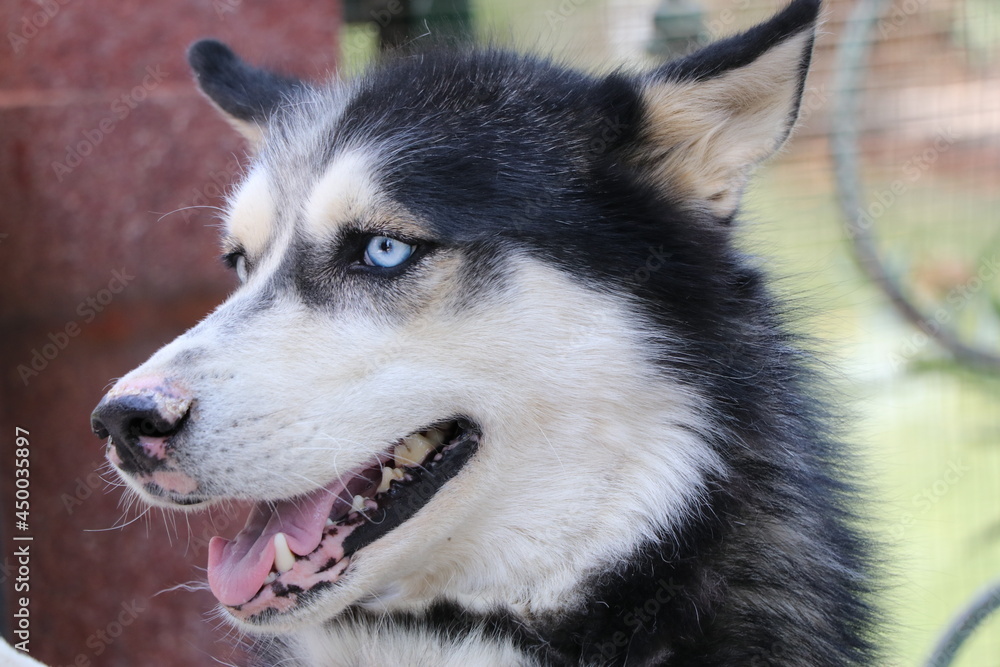 Fototapeta premium Portrait of a Siberian Husky. The Siberian Husky is a medium-sized working sled dog breed. It is recognizable by its thickly furred double coat, erect triangular ears.