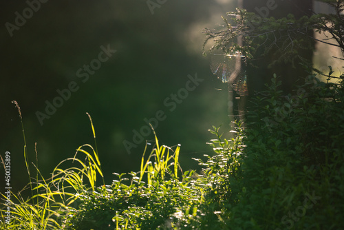 beautiful warm sunlight in the morning on the mountains in the forest with view of spider webs in the sun