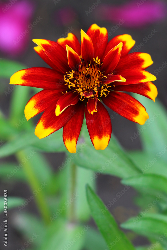Zinnia elegans flower, zinnia red and white flower close - up view Zinnia elegans flower, zinnia red and white flower close - up view