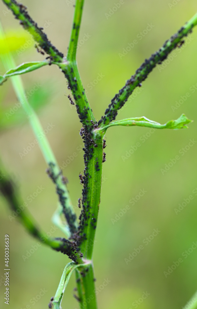 Black ants on the peduncle are covered with larvae of the pest. Ants are hardworking nurses. Black ants on the peduncle are covered with larvae of the pest. Ants are hardworking nurses.