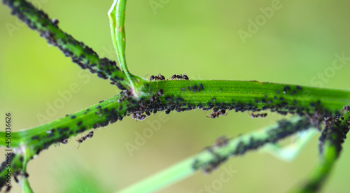 Black ants on the peduncle are covered with larvae of the pest. Ants are hardworking nurses.