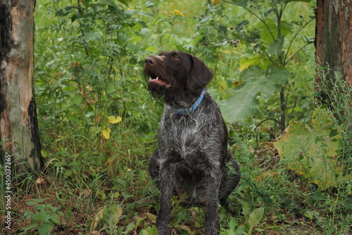 Hunting dog of German Drahthaar breed in the forest in summer.