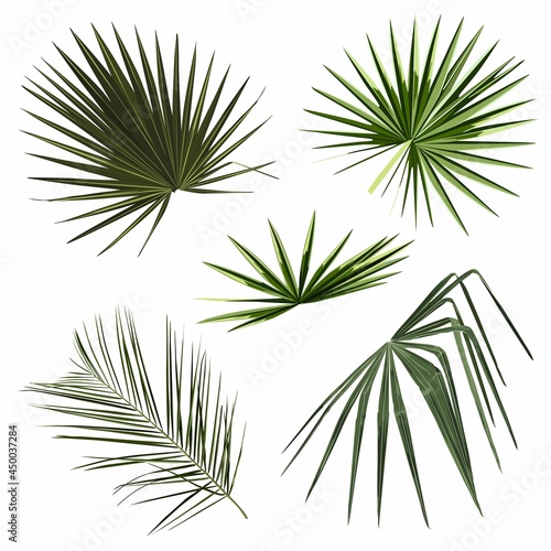 Set of tropical palm leaves illustration.