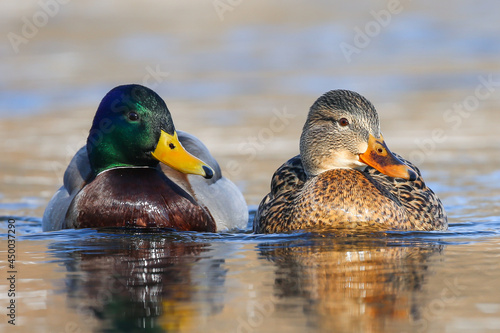 Papier peint A pair of mallard ducks male (right) and female (left) in a mating robe