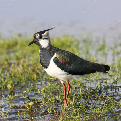 Lapwing foraging in a wet meadow © Tomashko