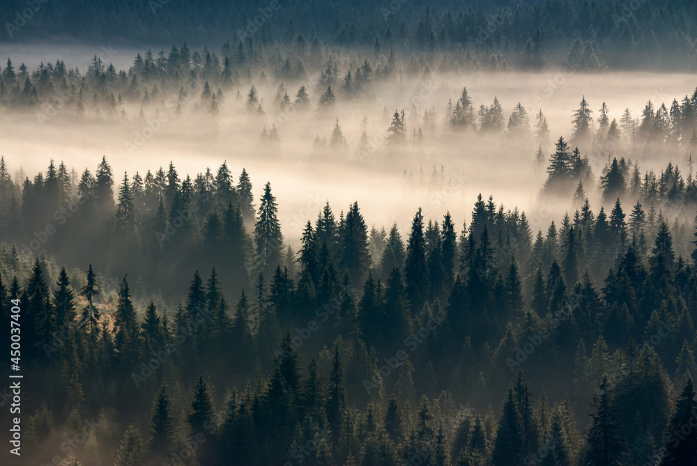 misty valley scenery at sunrise. beautiful nature background with coniferous trees in fog. mountain landscape of romania in autumn season