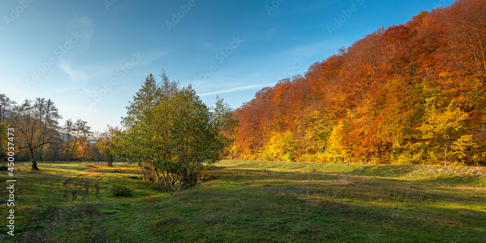 countryside valley on autumn morning. panoramic scenery of carpathian mountains with forest in colorful foliage. green grassy meadow. blue sky with clouds