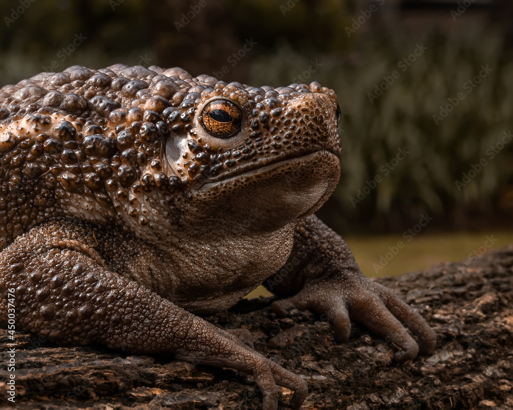 Big Brown Ugly Bull frog ready to catch cricket as his meal Big Brown Ugly Bull frog ready to catch cricket as his meal