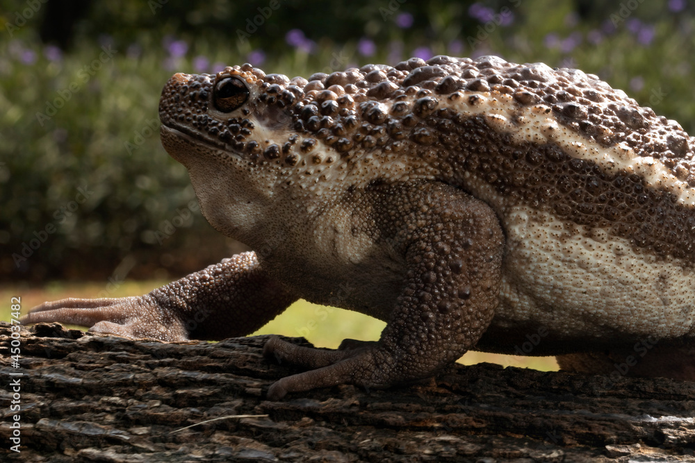 Big Brown Ugly Bull frog ready to catch cricket as his meal Big Brown Ugly Bull frog ready to catch cricket as his meal