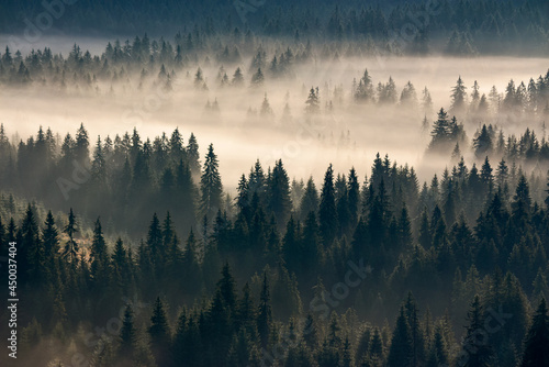 misty valley scenery at sunrise. beautiful nature background with coniferous trees in fog. mountain landscape of romania in autumn season © Pellinni