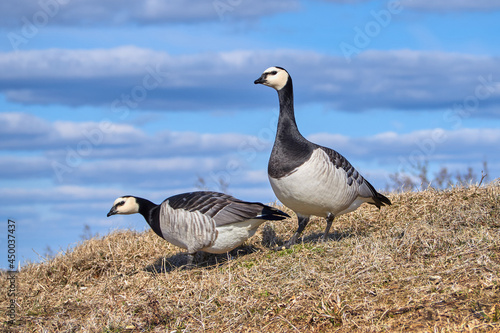 Pair of Barnacle goose on a sunny spring day.