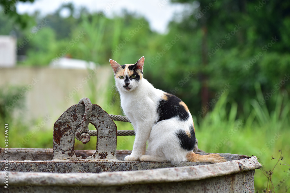 Calico cat the three coat colors that occur in this type of cat are usually female. Calico cat the three coat colors that occur in this type of cat are usually female.