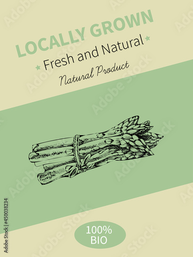Vector hand drawing sketch of plant banner. Eco food product. Vintage vector illustration of asparagus.