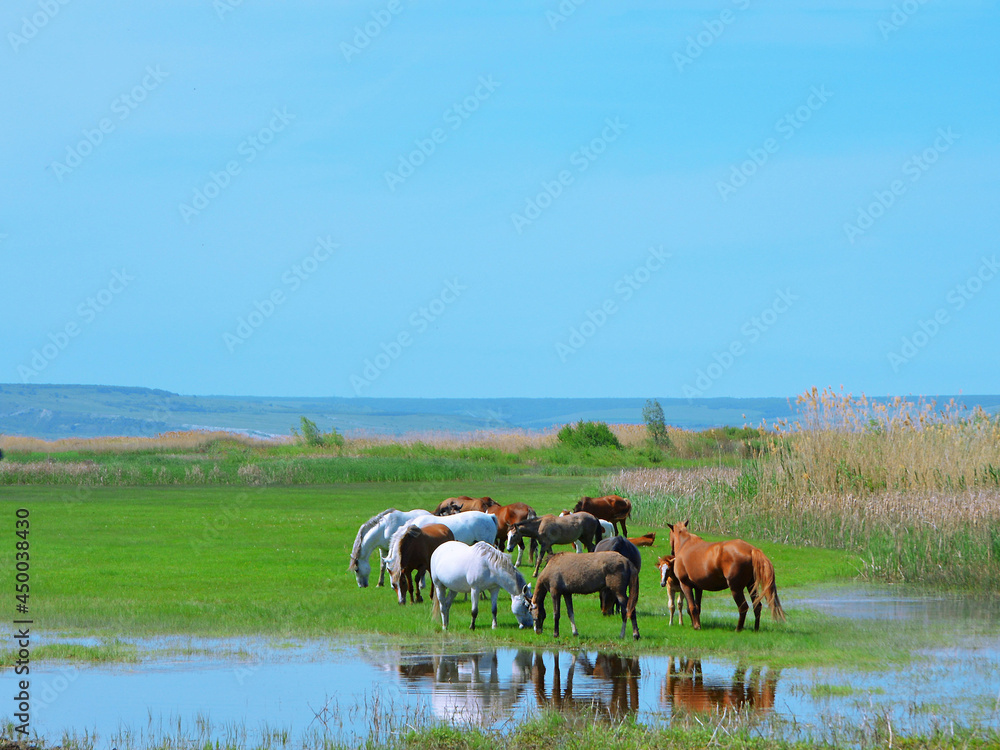 Photo of a herd of horses grazing by the water. Agriculture, horse breeding. Landscape. Space for the text. Photo of a herd of horses grazing by the water. Agriculture, horse breeding. Landscape. Space for the text.