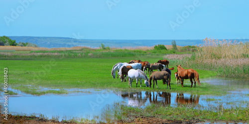 Panoramic photo of a herd of horses grazing in a meadow by the water. Agriculture, horse breeding. Landscape. Space for the text. © Eledsilivren