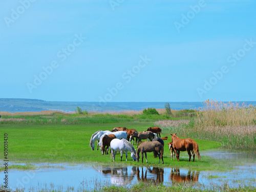 Photo of a herd of horses grazing by the water. Agriculture, horse breeding. Landscape. Space for the text.