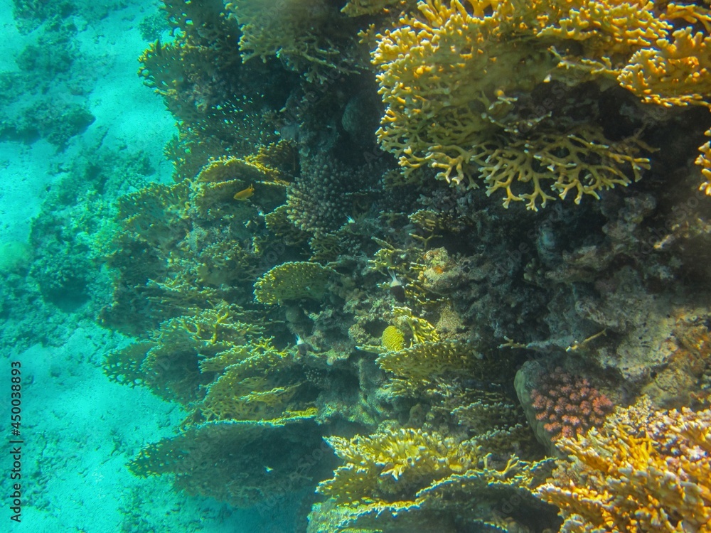 Fototapeta premium Underwater photography of the Red Sea reefs in South Sinai