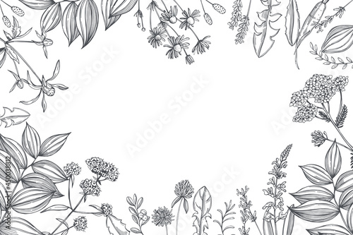 Medicinal herbs. Vector background.