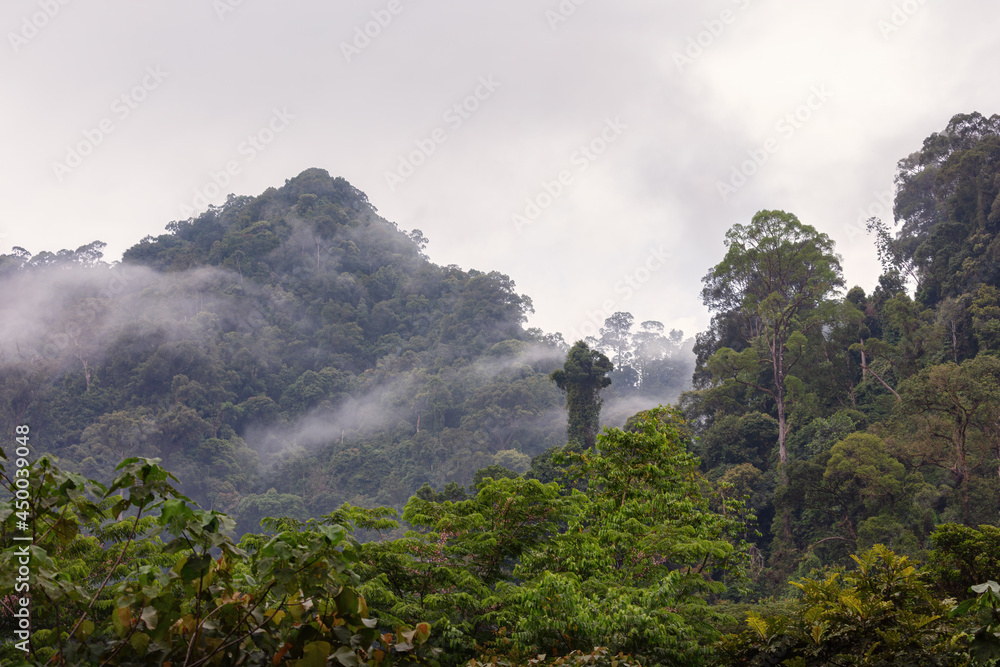 Sumatra raniforest in its whole beauty. Amazing sumatran jungle. Beautiful landscape view. Adventure paradise.