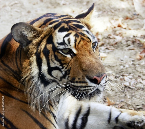 Portrait of a tiger. The tiger is the largest cats species. It is most recognisable for its dark vertical stripes on orange-brown fur with a lighter underside.