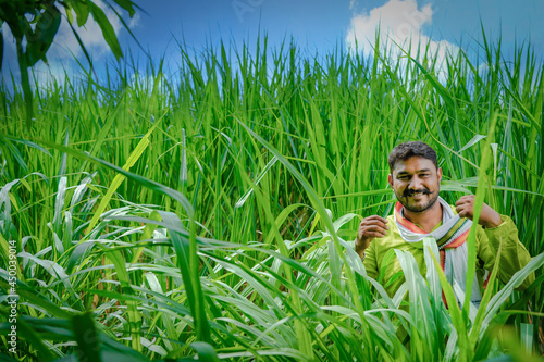 indian farmer at sugarcane field