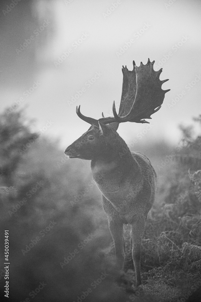 Naklejka premium Black and White image of a Fallow Deer during the annual rut in London