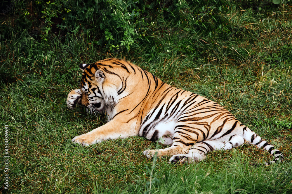 Portrait of a Amur tiger on a grass in summer day.