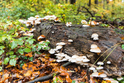white mushroom on rotten stem