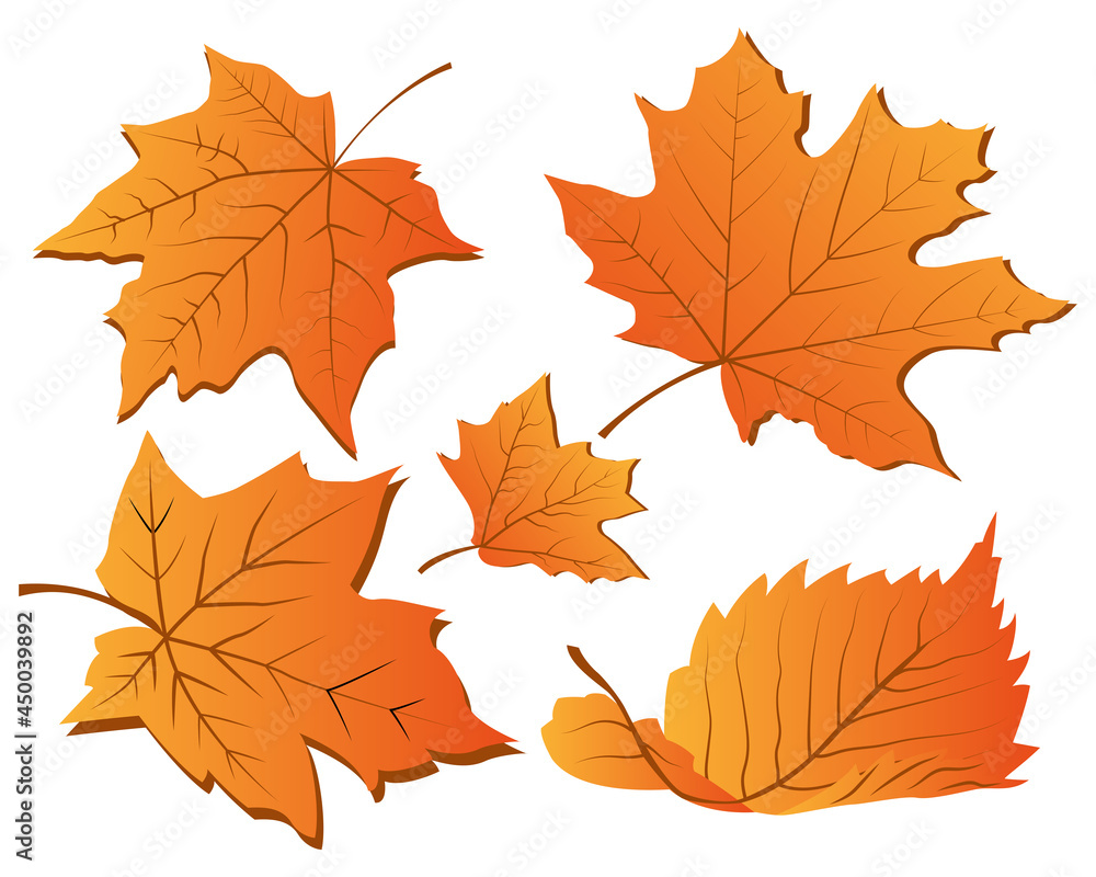 Set of autumn leaves Set of autumn leaves