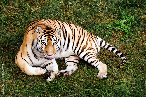 Portrait of a Amur tiger on a grass in summer day.