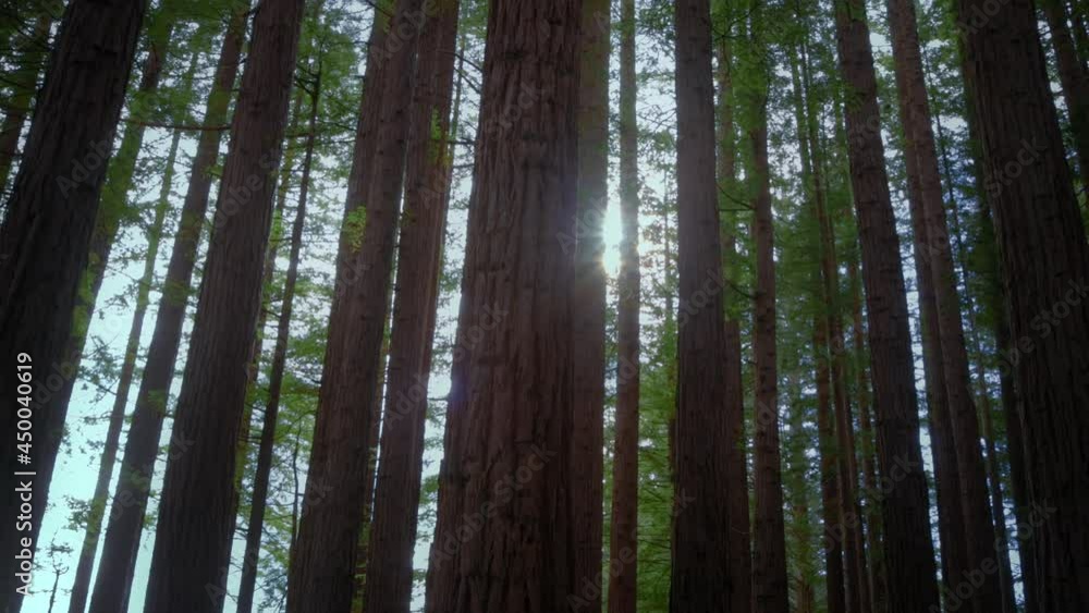 Bright sunshine piercing through a redwood forest Bright sunshine piercing through a redwood forest