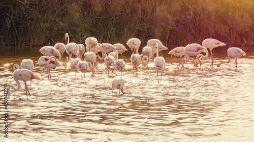 Flamingos at Camargue France
