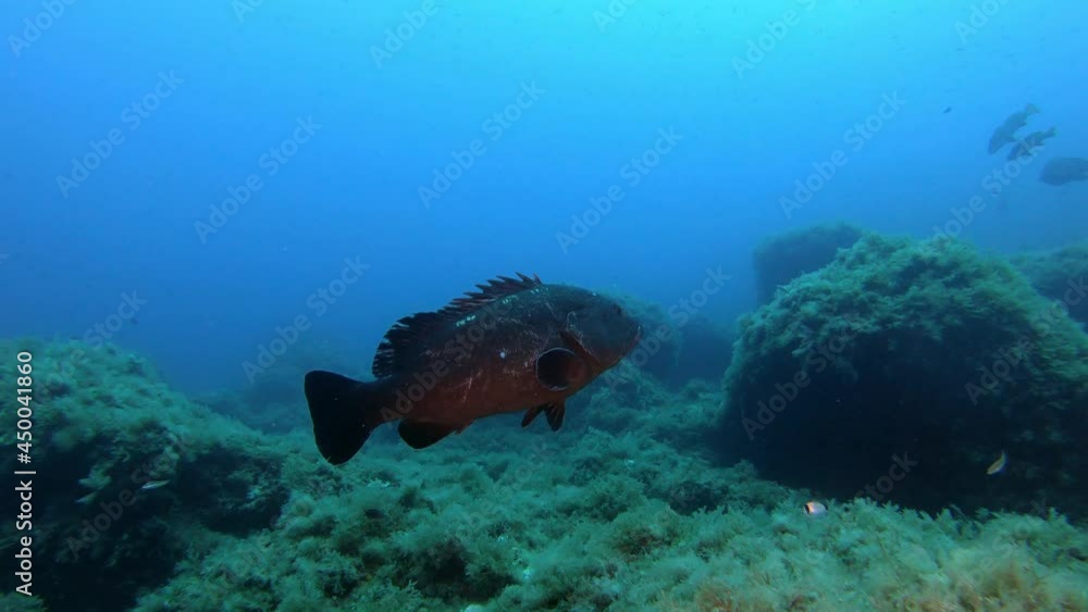 Big grouper fish swimmin close to the camera Big grouper fish swimmin close to the camera