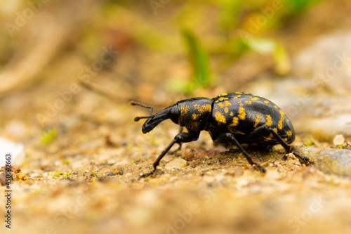 Macro shot of a large pine weevil (Hylobius abietis ) photo