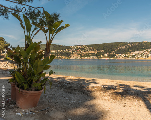 Photos tree on the beach of saint jean cap ferrat
