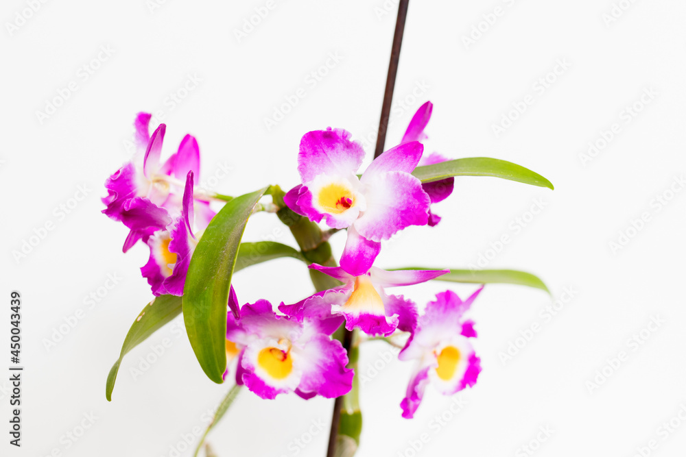 Obraz premium Orchids on a white background. White and purple