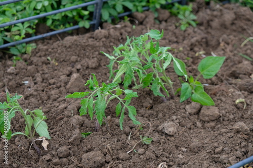 FU 2021-05-15 Tomate 2 Im Beet wachsen junge Tomatenpflanzen
