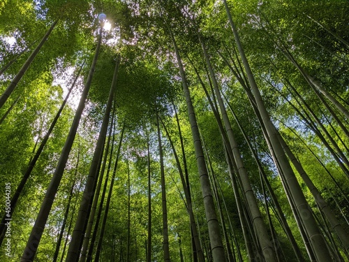 京都 嵐山の竹林