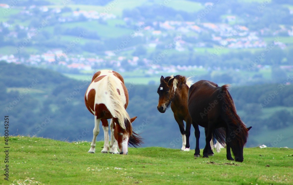 Fototapeta premium chevaux