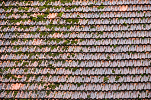 Close-up of moss growing on a roof on a rainy summer day in Germany.