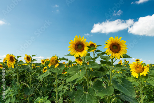 Field of Blooming Sunflowers and Blue Sky in Summer