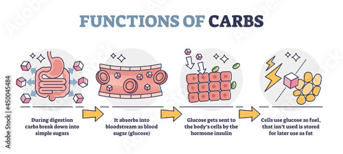 Functions of carbs and carbohydrates in digestive system outline diagram. Educational glucose production explanation with anatomical stages vector illustration. Body cells and hormone regulation.
