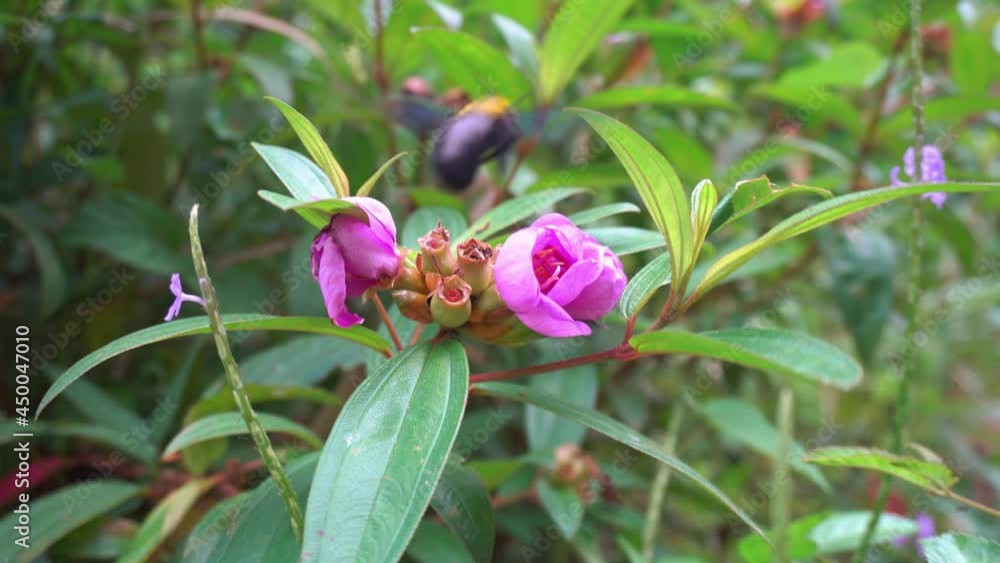 Wild bees flying and pollinate a small purple flower. Insect in natural environment Wild bees flying and pollinate a small purple flower. Insect in natural environment