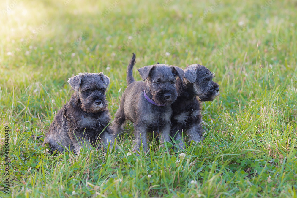 The Miniature Schnauzer puppies The Miniature Schnauzer puppies