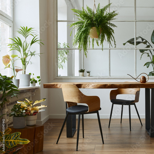 Stylish and botany interior of dining room with design craft wooden table  chairs  a lof of plants  window  poster map and elegant accessories in modern home decor. Template.