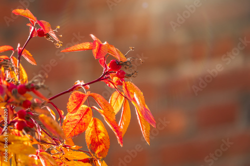 Autumn or summer nature background with rose hips branches in the sunset light. The rose hip or rosehip, also called rose haw