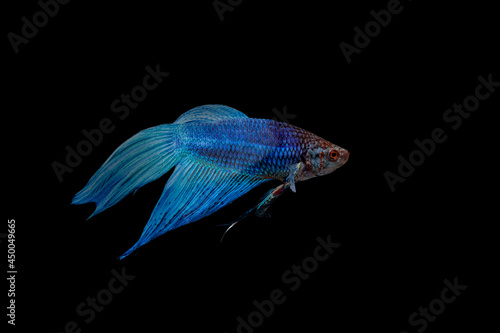 Blue Halfmoon Betta Fish Isolated On Black Background.