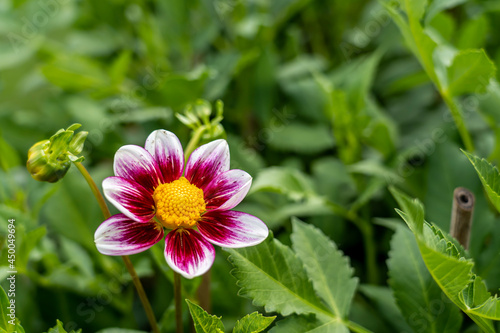 einfachblühende Dahlie weiß-rosa