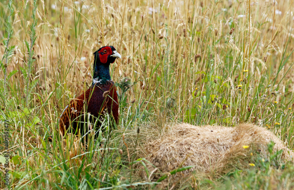 Fototapeta premium Male pheasant in a meadow