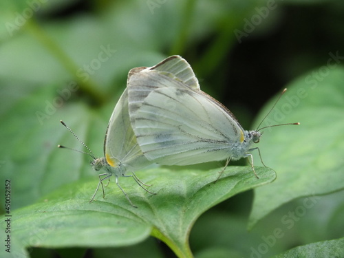Wallpaper Mural モンシロチョウ Torontodigital.ca